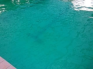 プールの色
