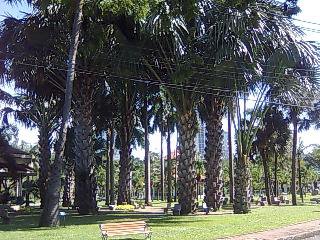 巨大な椰子の木
